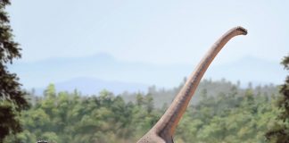 Barosaurus, un dinozaur despre care se crede că avea mai multe inimi