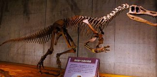 Baryonyx, un dinozaurul pescar cu gheare uriașe