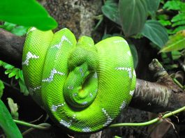 Boa-smarald de copac (Corallus caninus), un șarpe arboricol de culoare verde