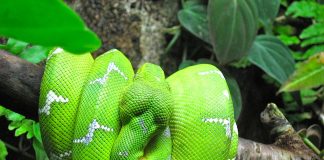 Boa-smarald de copac (Corallus caninus), un șarpe arboricol de culoare verde