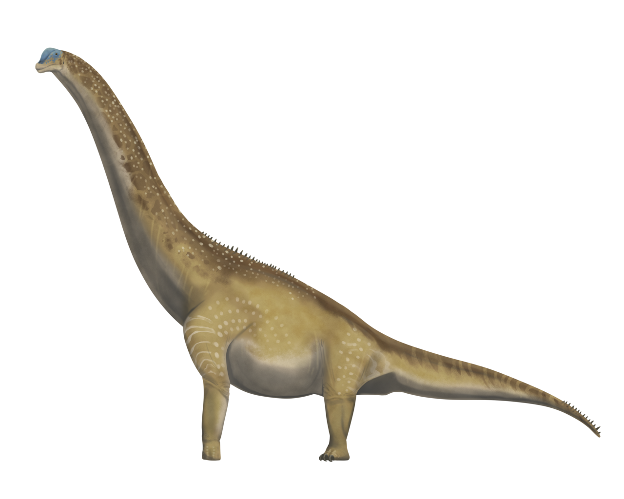 Brachiosaurus