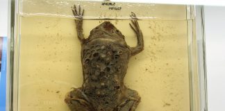 Broasca fără limbă (Pipa pipa), vezi care sunt trăsăturile acestei specii