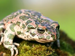 Broasca râioasă verde (Bufo viridis), o specie care își schimbă rapid coloritul pielii