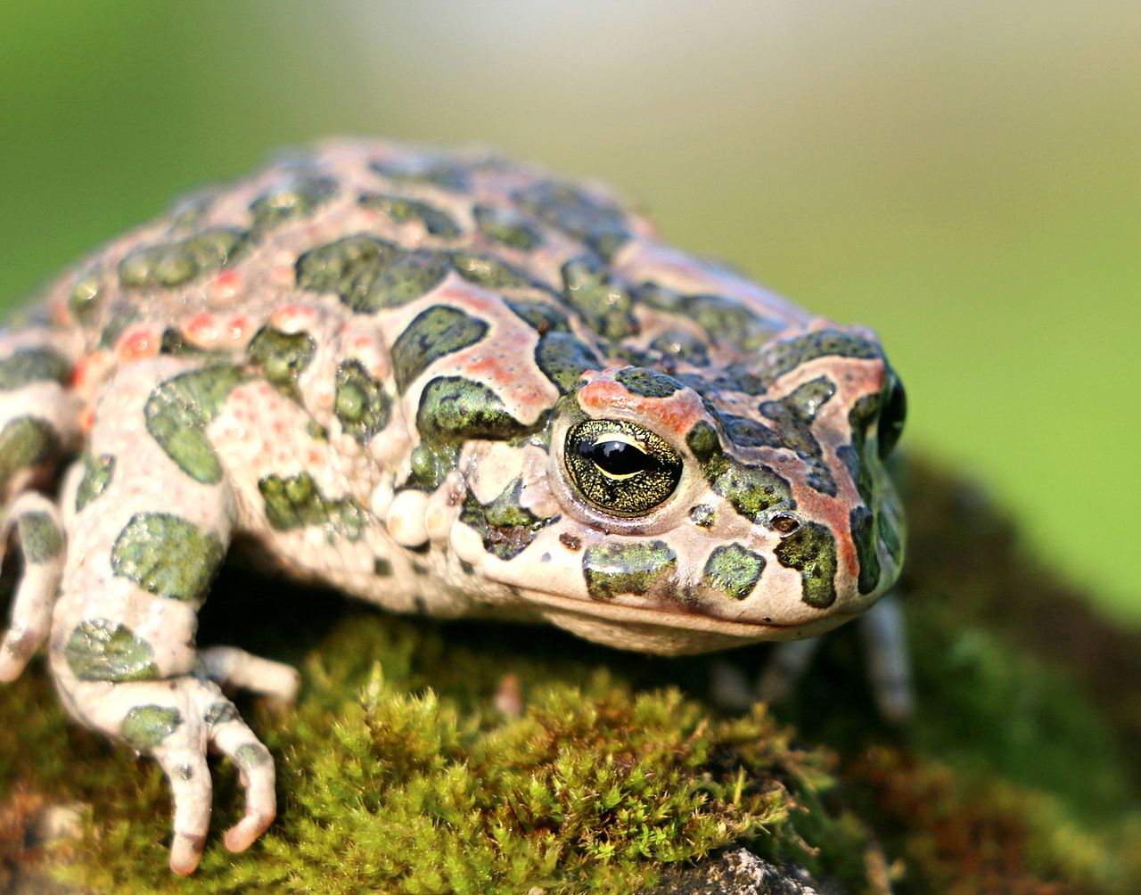 Broasca râioasă verde (Bufo viridis), o specie care își schimbă rapid coloritul pielii