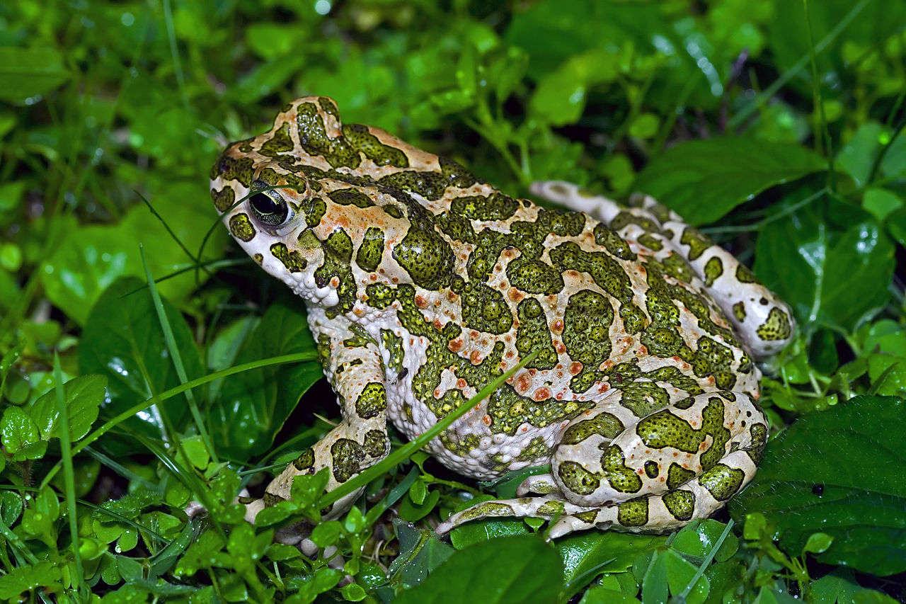 Broasca râioasă verde