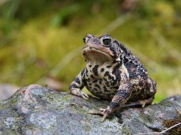 Broasca răioasă americană (Bufo americanus), află totul despre această specie