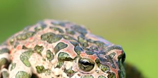 Broasca râioasă verde (Bufo viridis), o specie care își schimbă rapid coloritul pielii