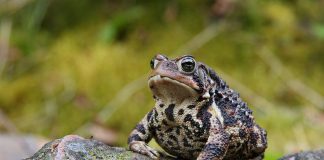 Broasca răioasă americană (Bufo americanus), află totul despre această specie