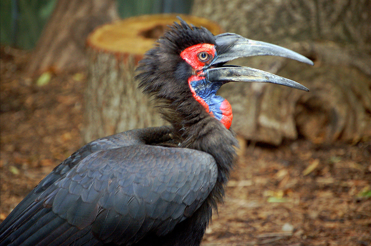 Bucorvus leadbeateri