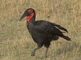 Bucorvus leadbeateri, o pasăre terestră neagră