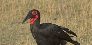 Bucorvus leadbeateri, o pasăre terestră neagră