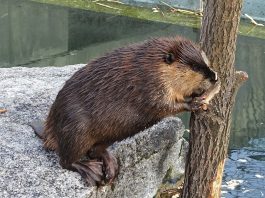 Castorul american (Castor canadensis), o specie de rozătoare adaptată la viața acvatică