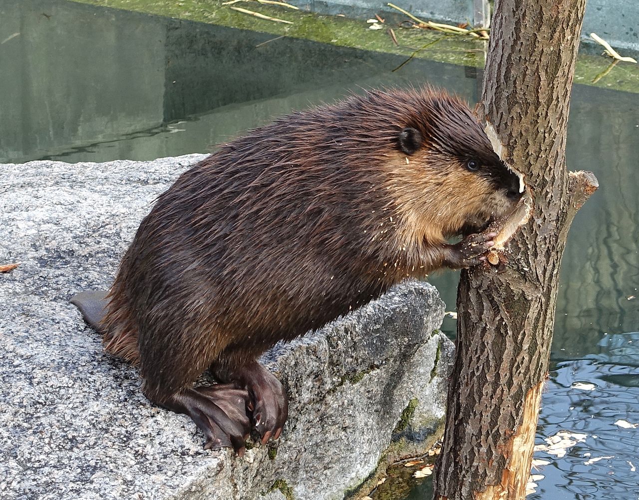 Castorul american (Castor canadensis), o specie de rozătoare adaptată la viața acvatică