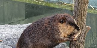 Castorul american (Castor canadensis), o specie de rozătoare adaptată la viața acvatică