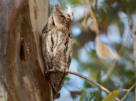 Ciuful pitic (Otus scops), o pasăre de pradă