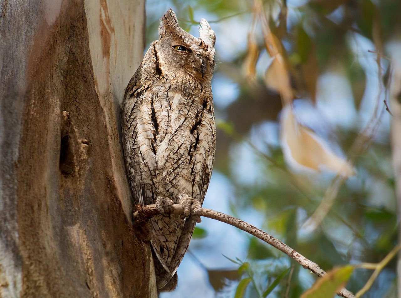 Ciuful pitic (Otus scops), o pasăre de pradă