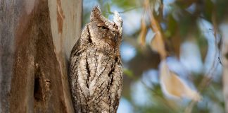 Ciuful pitic (Otus scops), o pasăre de pradă