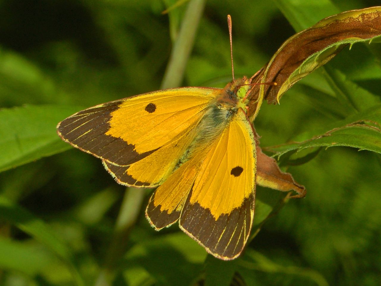 Colias croceus