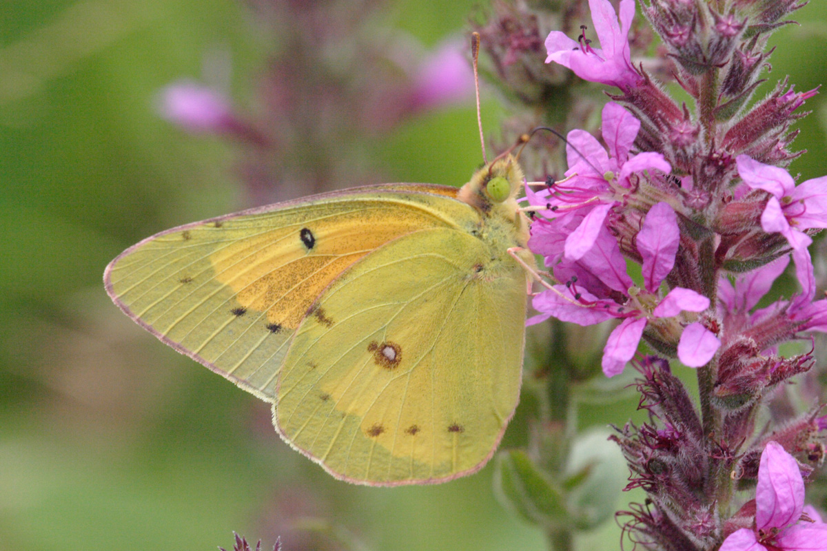 Colias eurythmeme