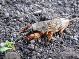 Coropișnițe, insecte ortoptere terestre