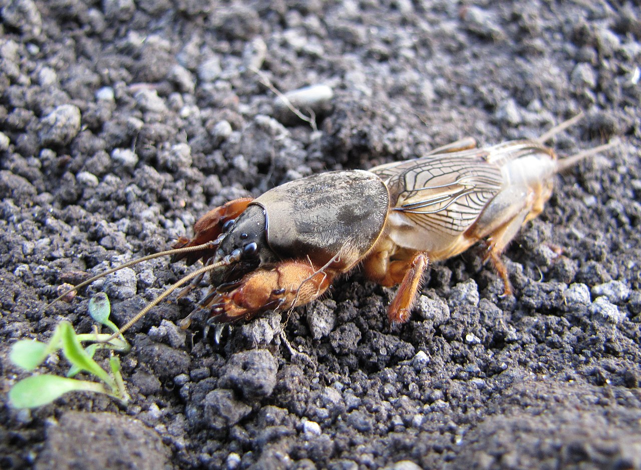 Coropișnițe, insecte ortoptere terestre