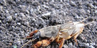 Coropișnițe, insecte ortoptere terestre