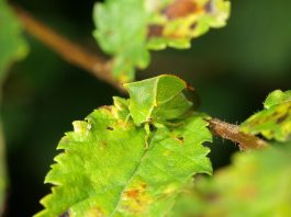 Cosași de copac, vezi ce specii de insecte sunt aceștia