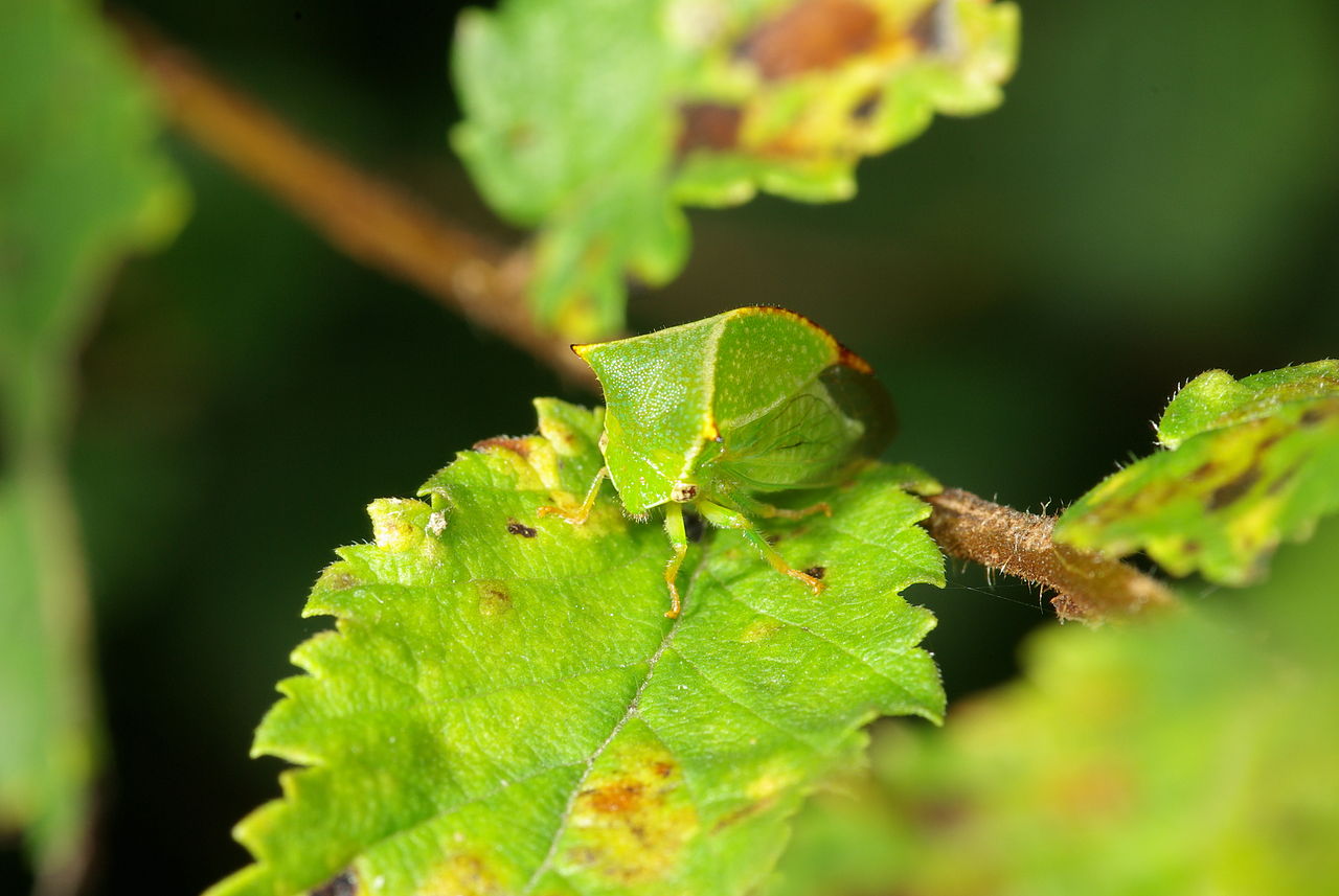 Cosași de copac, vezi ce specii de insecte sunt aceștia