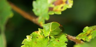 Cosași de copac, vezi ce specii de insecte sunt aceștia