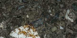 Cotari, citește totul despre aceste specii de fluturi