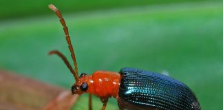 Cărăbuși de frunze care aparțin familiei Chysomelidae