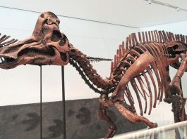 Dinozauri cu cioc de rață, Corythosaurus, află când