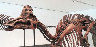 Dinozauri cu cioc de rață, Corythosaurus, află când