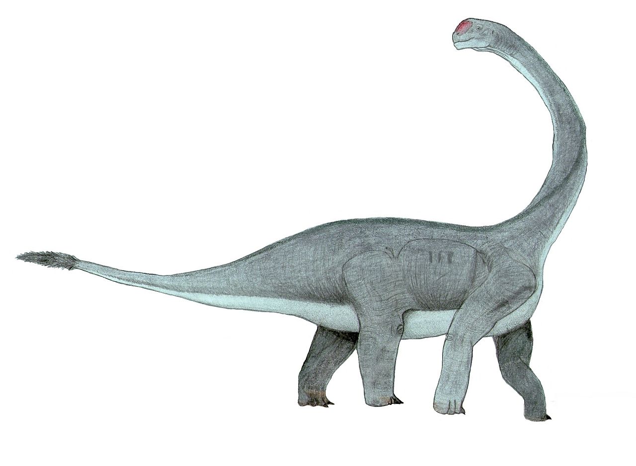 Dinozaurul Abrosaurus, o “șopârlă delicată”, mică pentru un sauropod