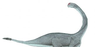 Dinozaurul Abrosaurus, o “șopârlă delicată”, mică pentru un sauropod