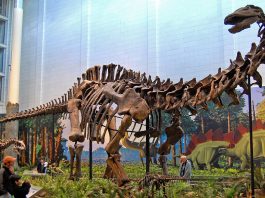 Dinozaurul Apatosaurus, numit până în 1987 Brontosaurus, a trăit în Jurasicul superior