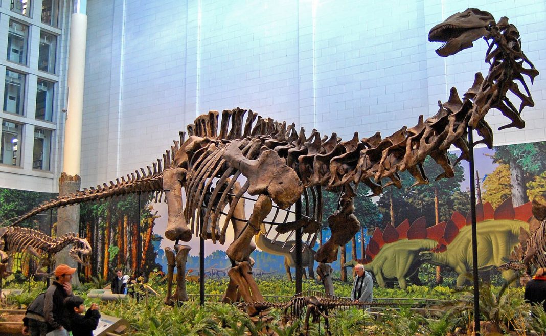 Dinozaurul Apatosaurus, numit până în 1987 Brontosaurus, a trăit în Jurasicul superior Dinozaurul Apatosaurus, numit până în 1987 Brontosaurus, a trăit în Jurasicul superior