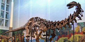 Dinozaurul Apatosaurus, numit până în 1987 Brontosaurus, a trăit în Jurasicul superior