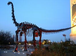 Dinozaurul Brachiosaurus, șopârla cu brațe din Jurasic