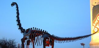 Dinozaurul Brachiosaurus, șopârla cu brațe din Jurasic