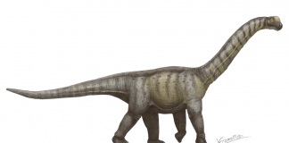 Dinozaurul Camarasaurus, un sauropod de dimensiuni mai mici