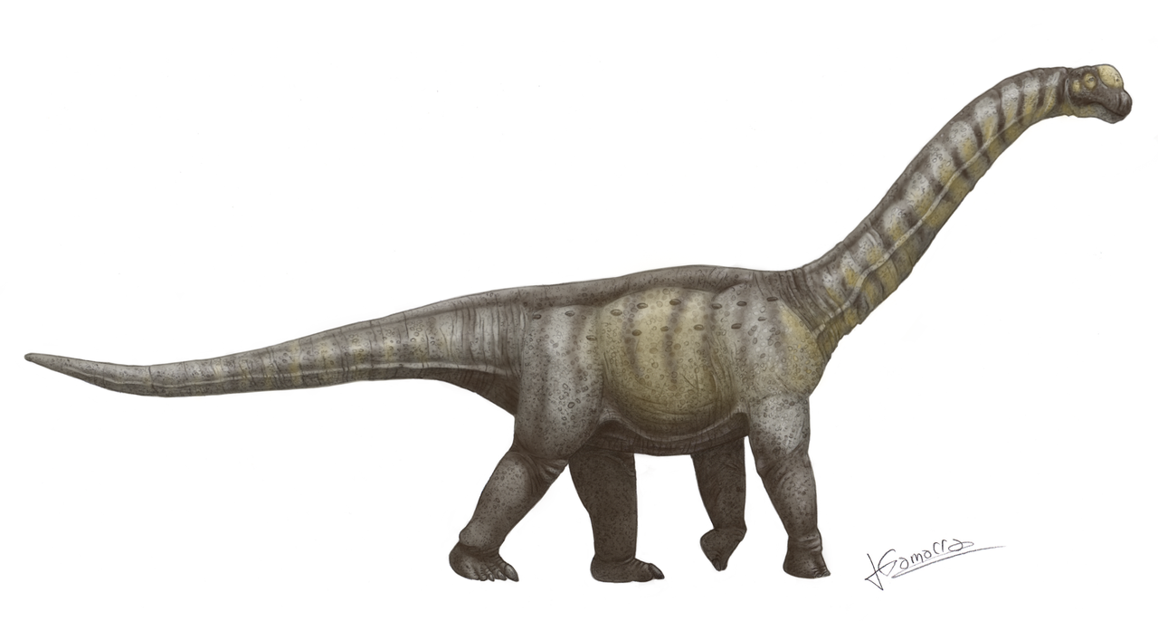 Dinozaurul Camarasaurus, un sauropod de dimensiuni mai mici