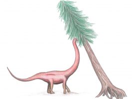 Dinozaurul Cetiosauriscus, descoperit de către paleontologul Frederich von Huene