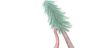 Dinozaurul Cetiosauriscus, descoperit de către paleontologul Frederich von Huene
