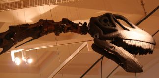 Dinozaurul Cetiosaurus din Jurasicul mediu, confundat la început de paleontologi cu un animal marin