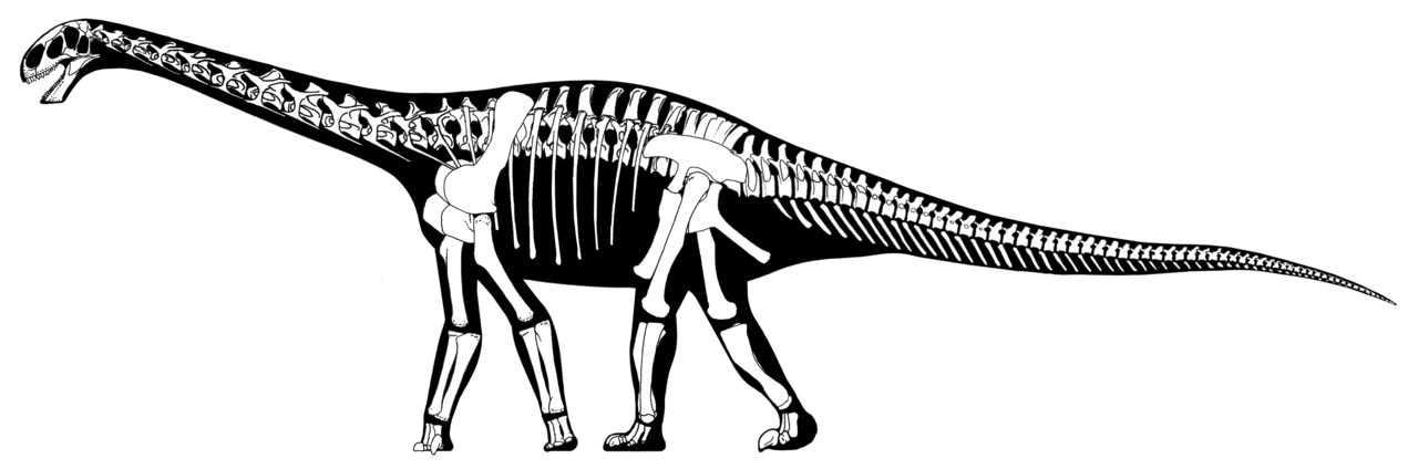 Dinozaurul Cetiosaurus