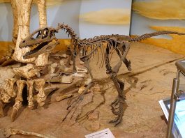 Dinozaurul Deinonychus, un prădător periculos ce vâna în haită