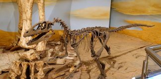 Dinozaurul Deinonychus, un prădător periculos ce vâna în haită