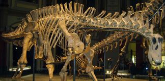 Dinozaurul Dicraeosaurus, un sauropod mai neobișnuit