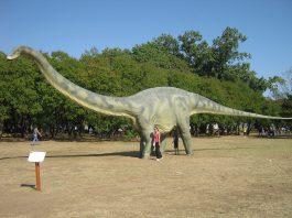 Dinozaurul Diplodocus, unul dintre cele mai cunoscute sauropode